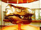 Museu Historia Natural