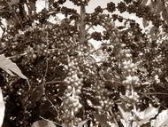 Frutos do café